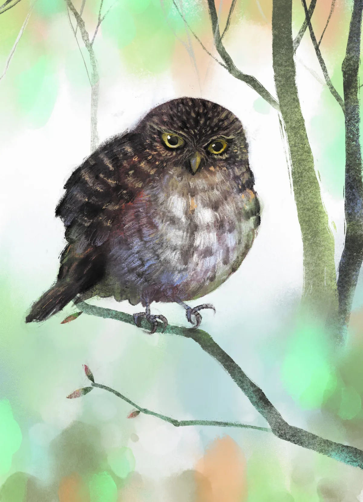 【原民說故事】呱哩與貓頭鷹 （上）