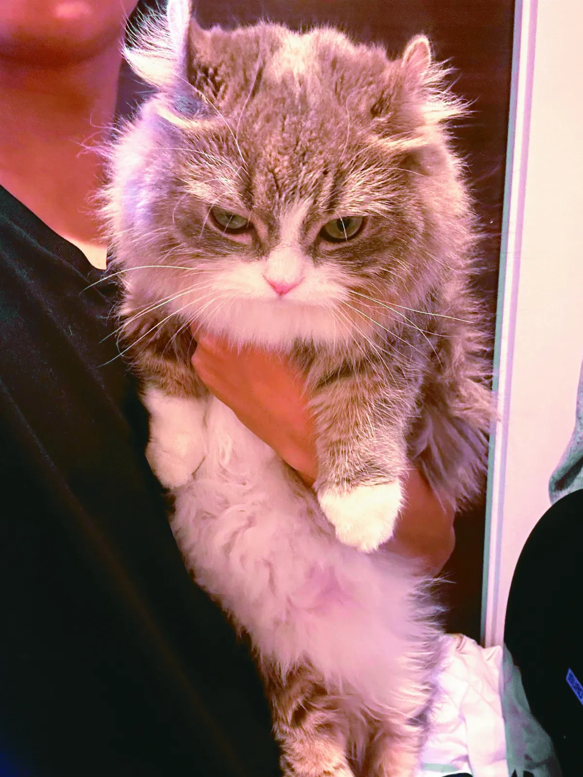 獸醫提醒太胖 貓小姐秒擺臭臉