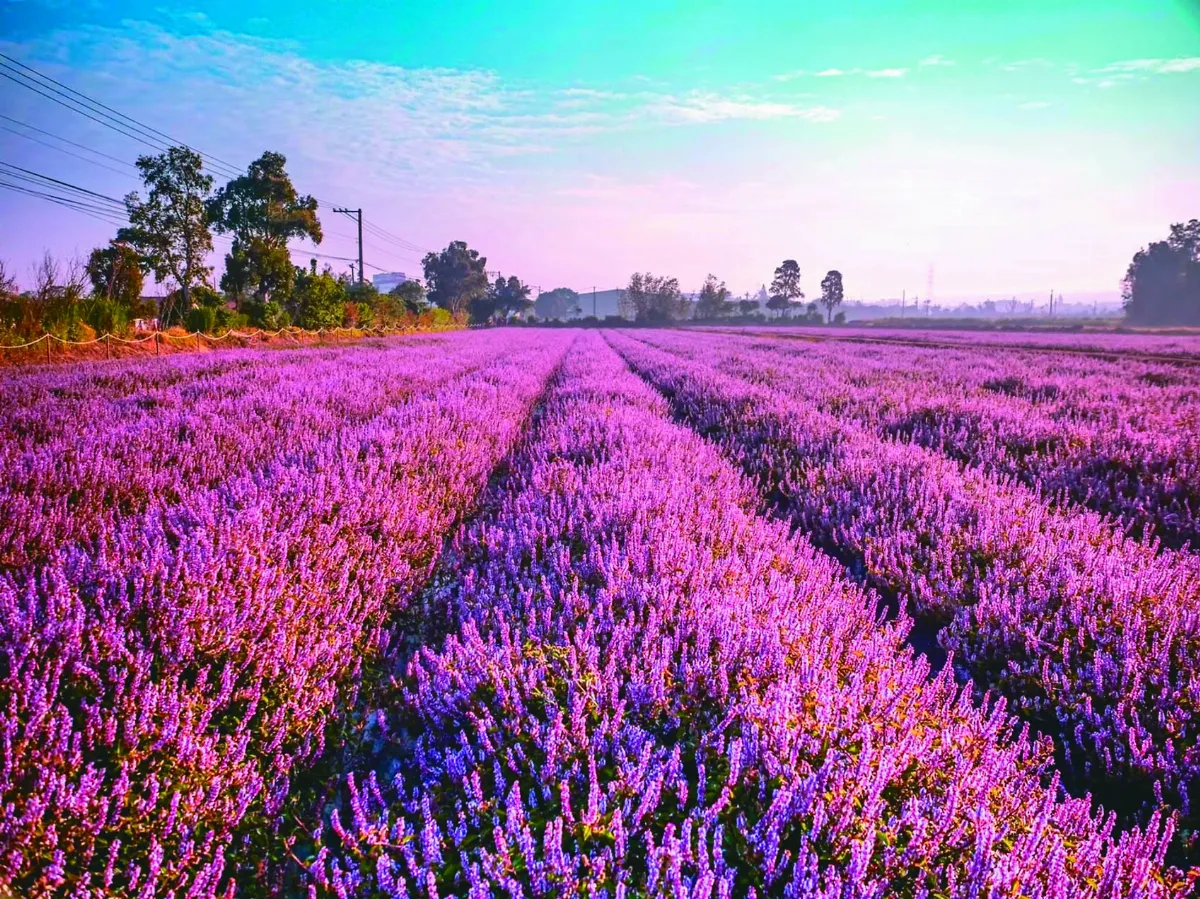 仙草嘉年華 浪漫粉紫花海