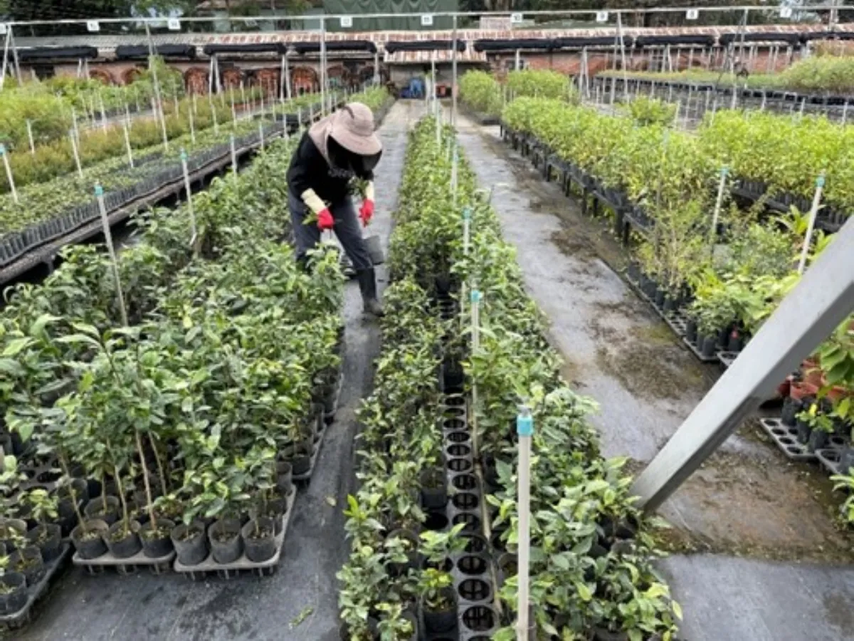 百年茶香再現山林 林試所揭開台灣山茶祕境  