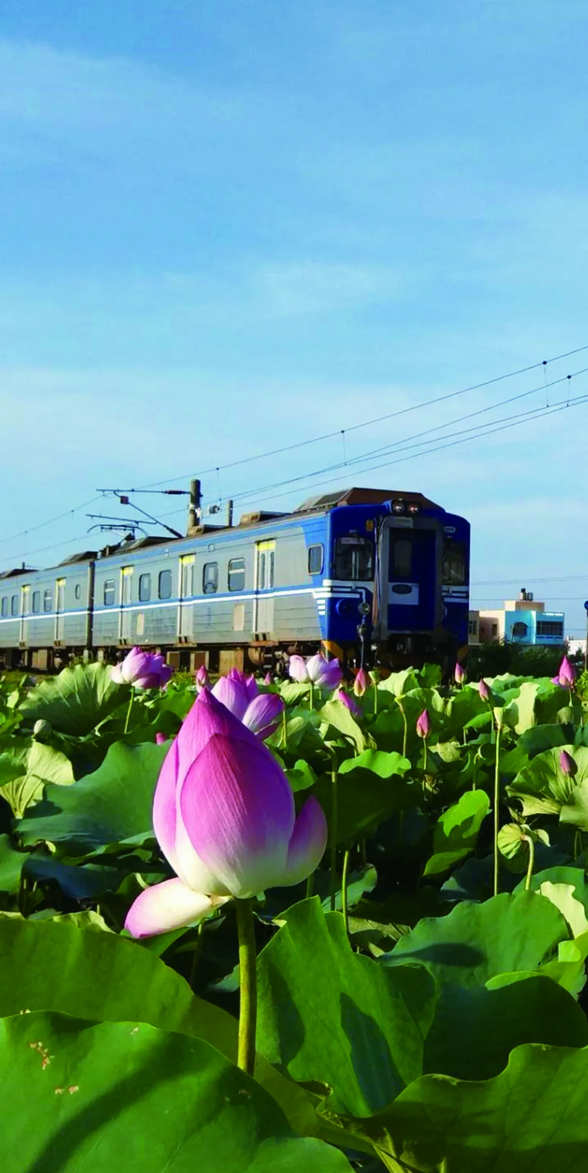 【分享時刻】荷花與火車