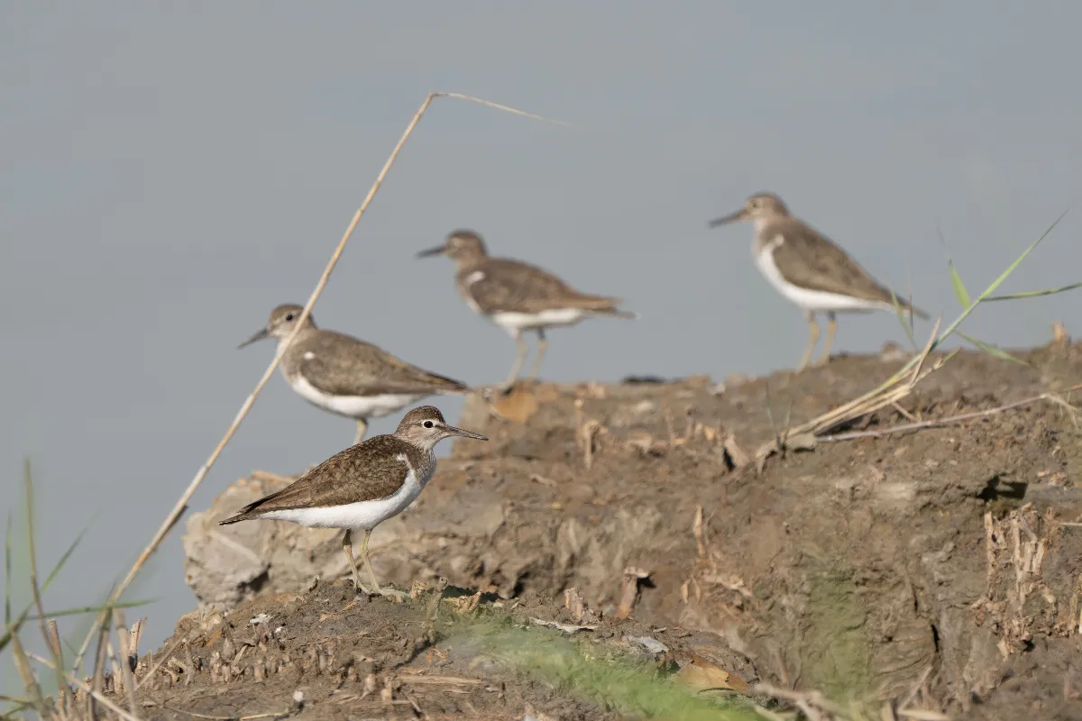 冬候鳥現蹤 大漢溪溼地化身五星級度冬天堂