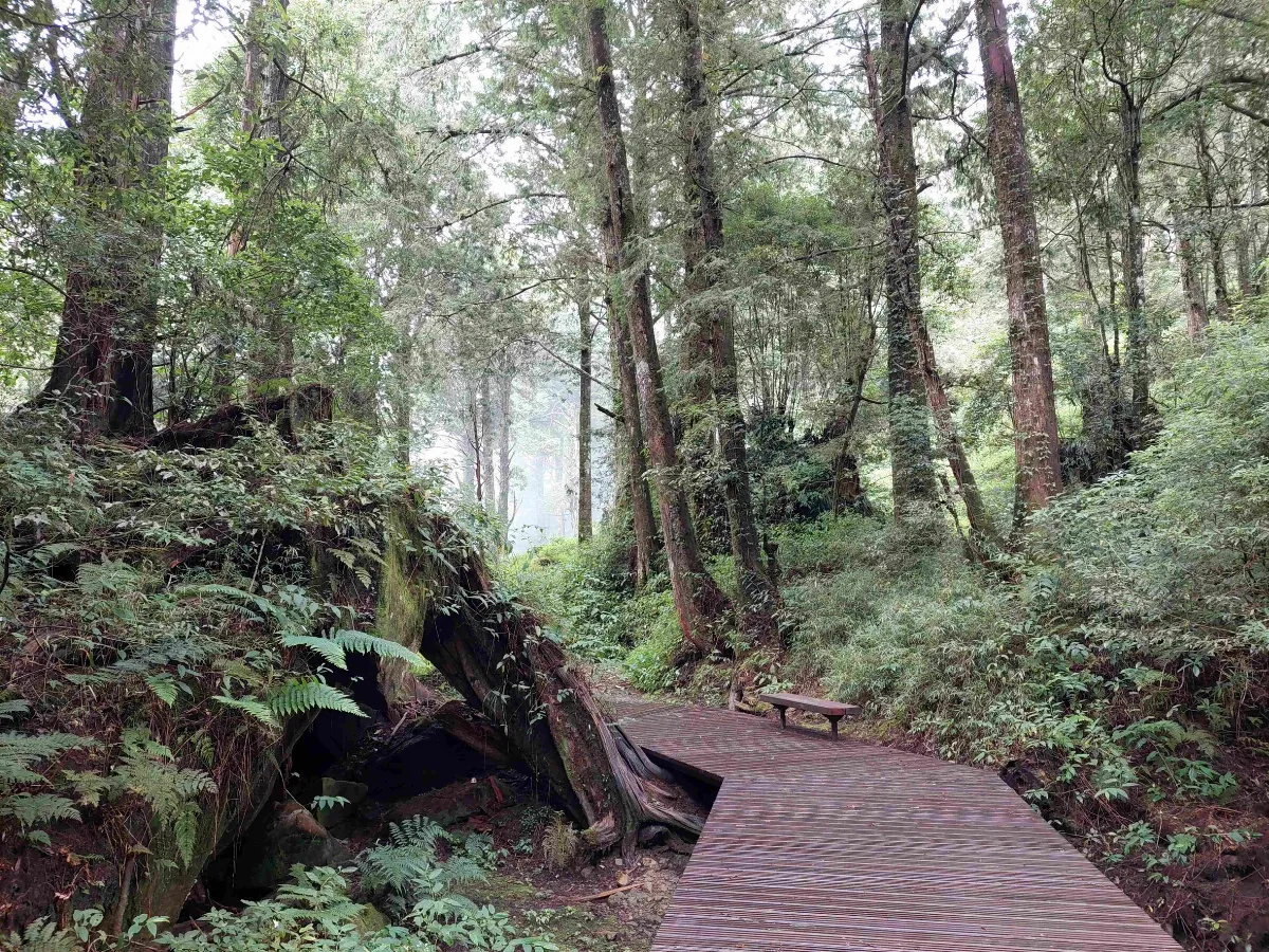 阿里山二步道 獲工程永續與環境美學獎