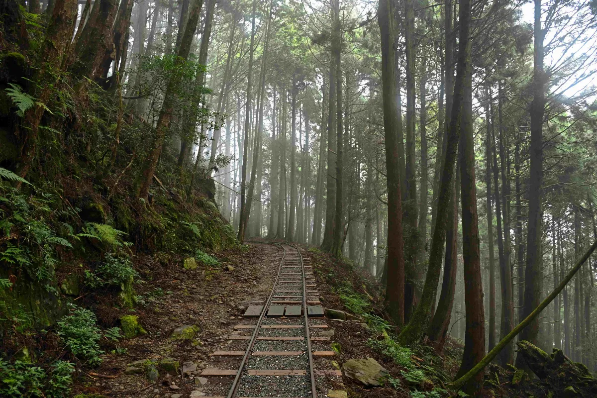 阿里山二步道 獲工程永續與環境美學獎