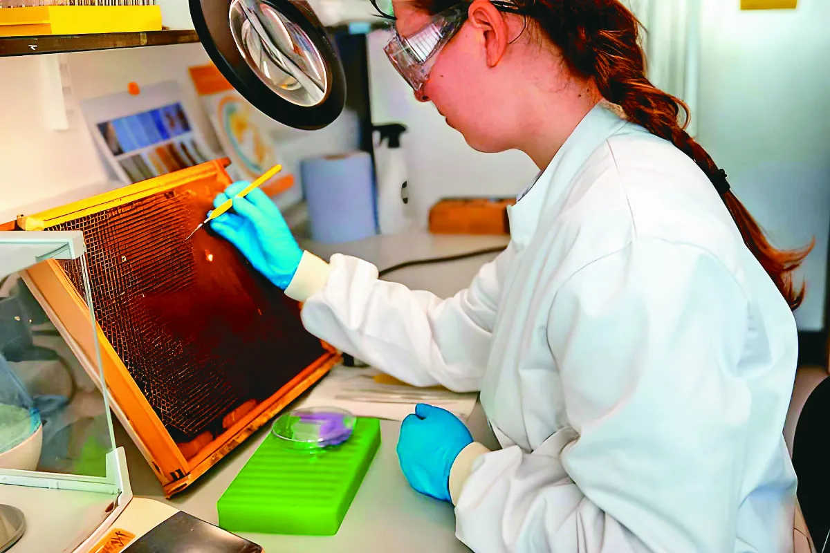 餵食超級食物 強化蜜蜂抵抗力