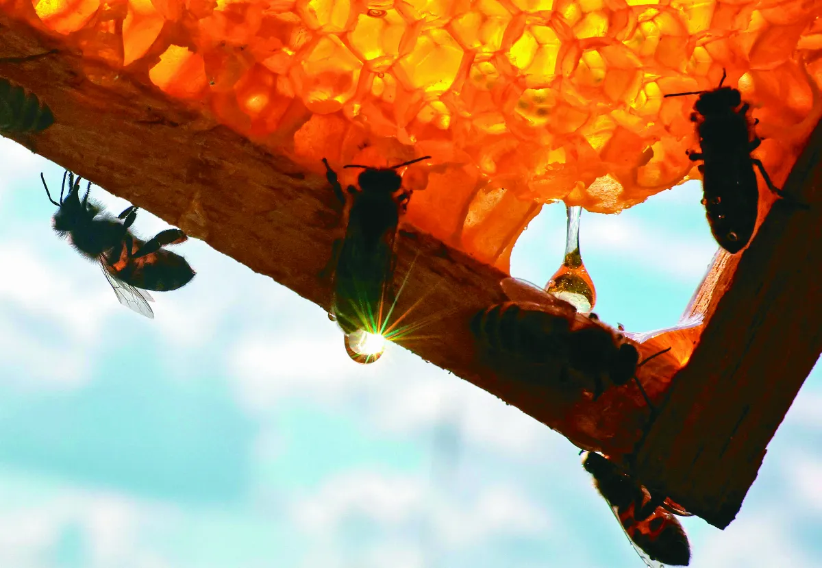 餵食超級食物 強化蜜蜂抵抗力