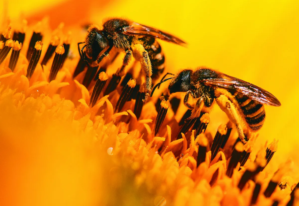 餵食超級食物 強化蜜蜂抵抗力