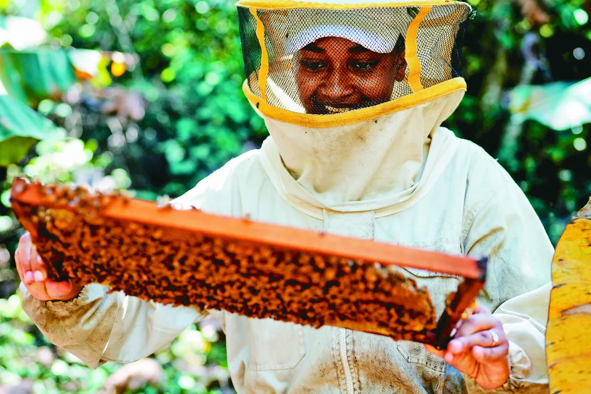 餵食超級食物 強化蜜蜂抵抗力