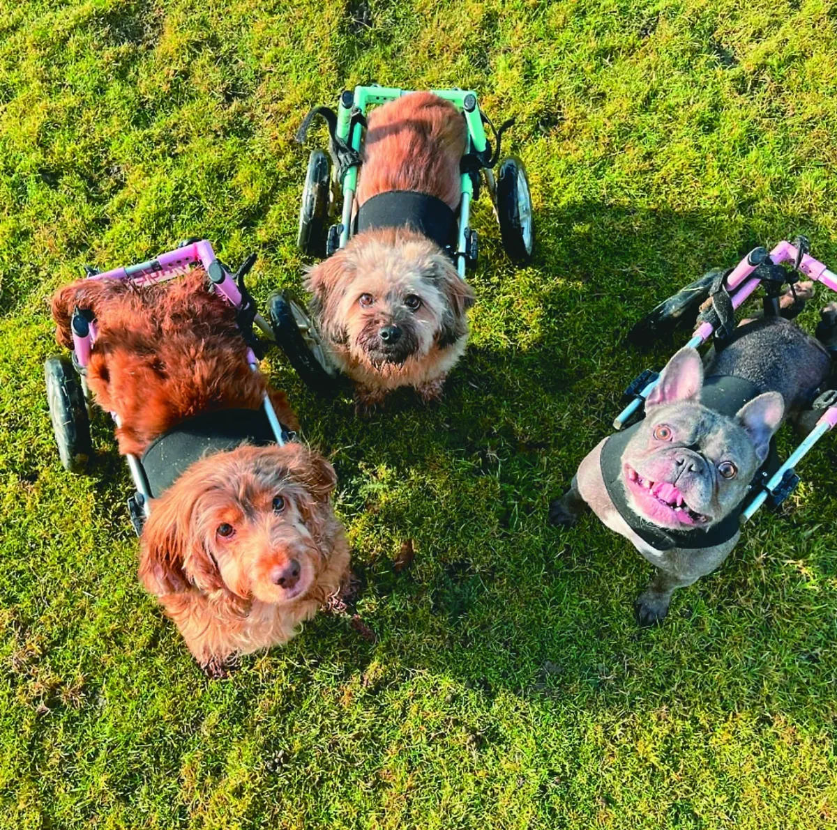 無障礙狗公園 輪椅犬快樂奔跑