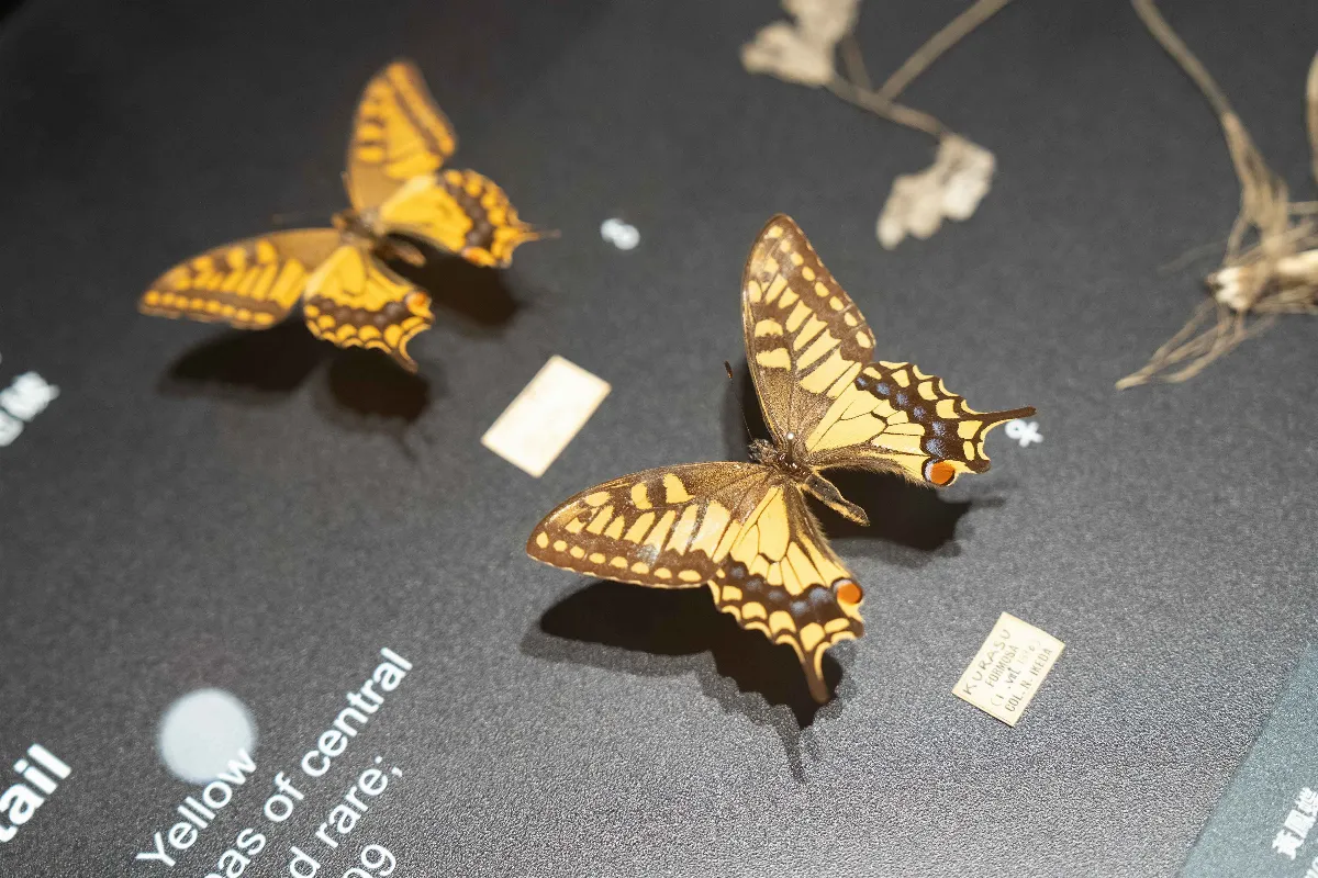 推測已滅絕「黃鳳蝶」現身 「島嶼飛行」特展揭密蝶蛾生存記
