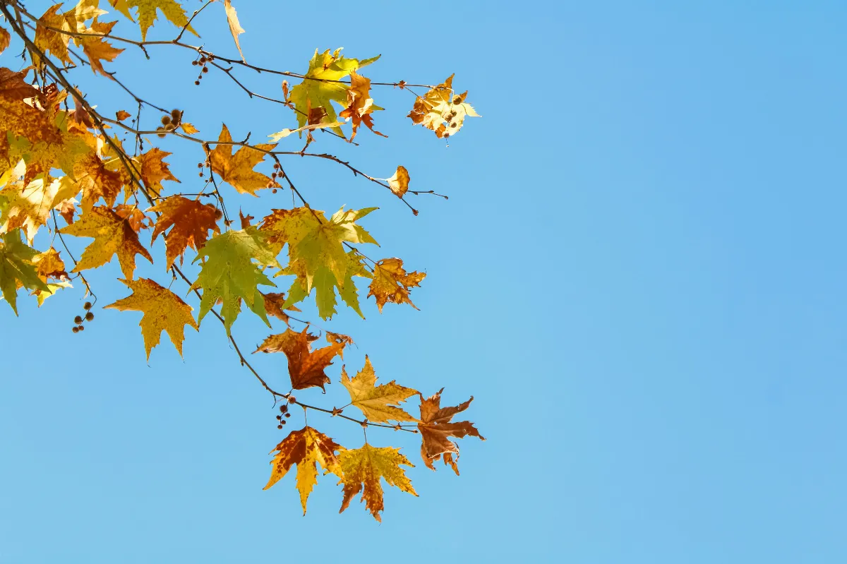 星雲說偈：遠離諸惡