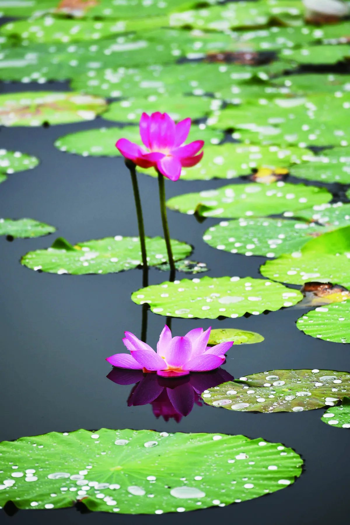 【遇見荷】雨滴的吟唱
