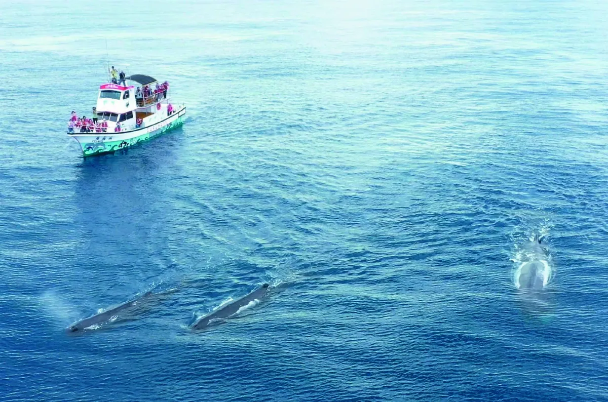 東部海域觀測 抹香鯨目擊率升