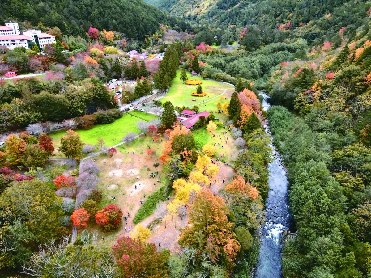 武陵農場楓紅梅香 招攬旅客