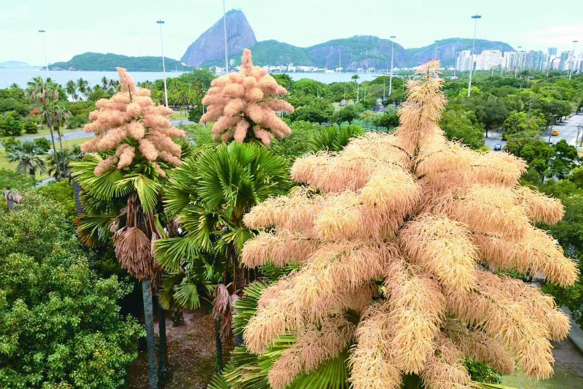 巴西錫蘭棕櫚 50年來首開花