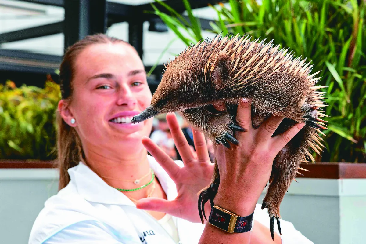 棄水登陸 針鼴演化路徑超獨特