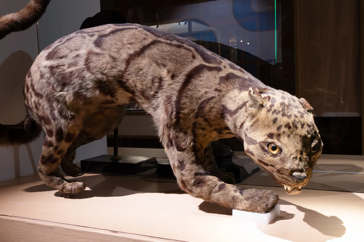 滅絕不是命運？台博館特展展出雲豹、儒艮等珍稀標本