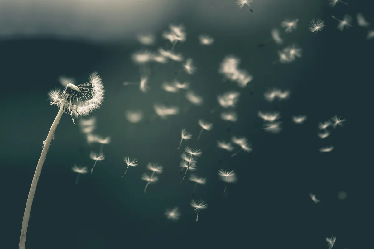 冀望