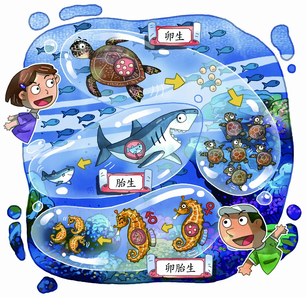 海洋世界也分卵生、胎生、卵胎生