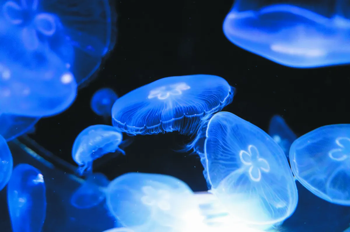 水母如何繁殖？