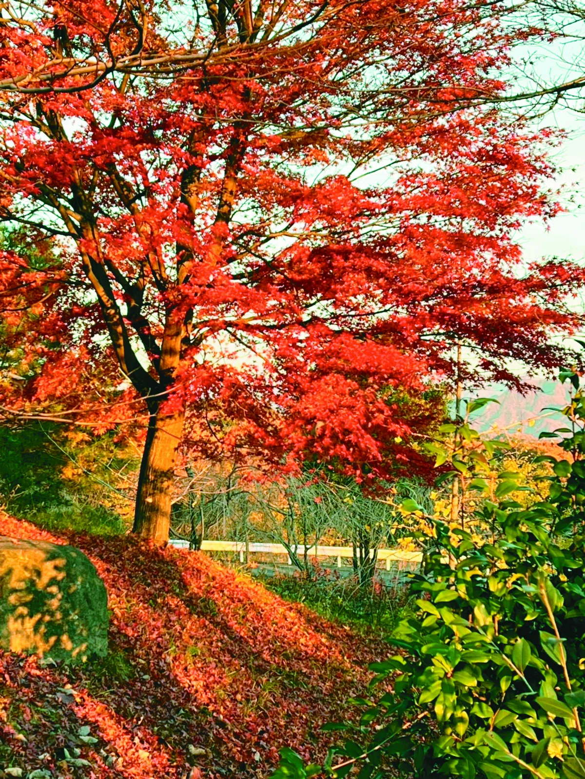 佛光山法水寺楓紅如畫  領悟寂靜之美