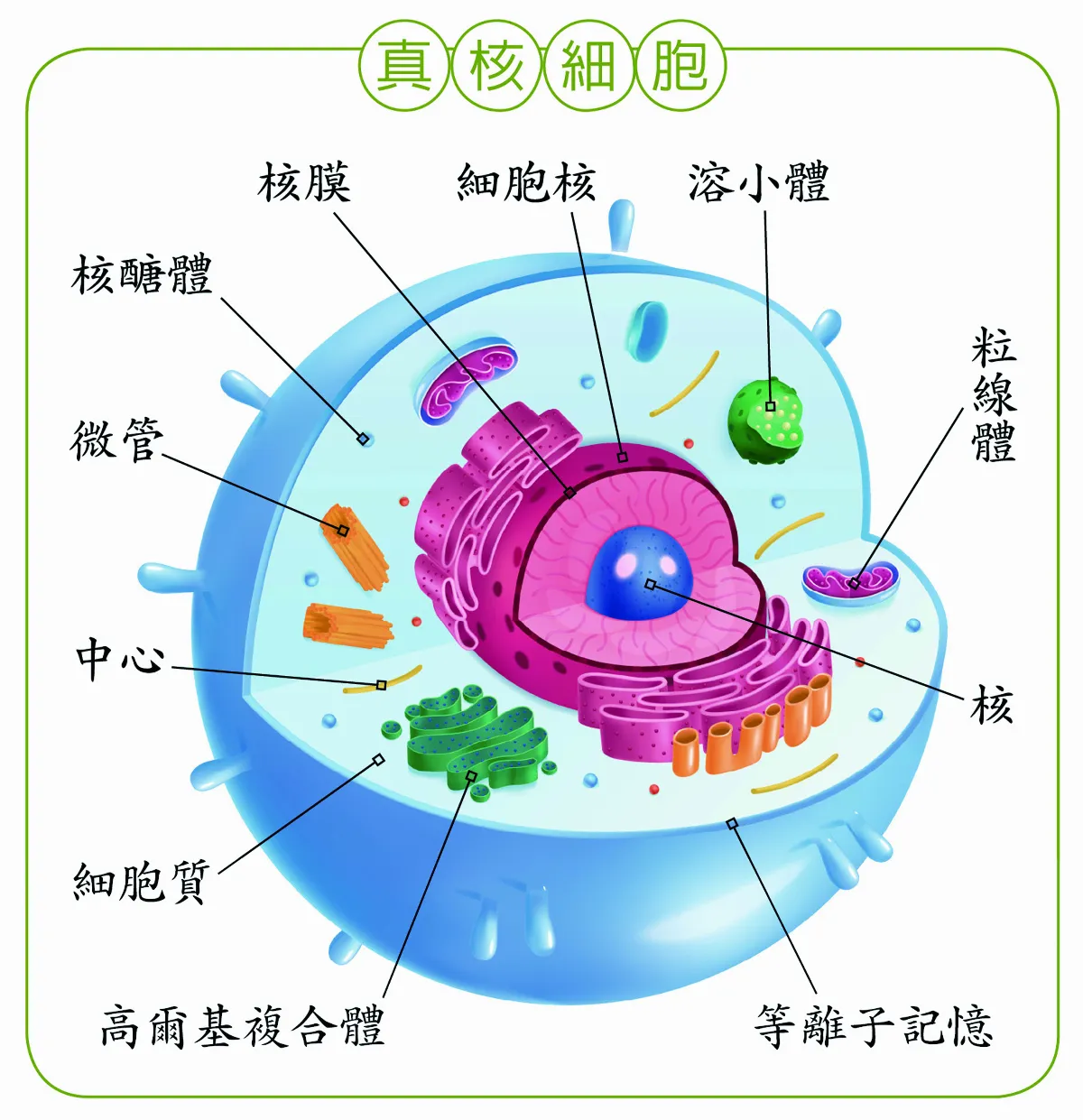 從藍綠藻到真核生物