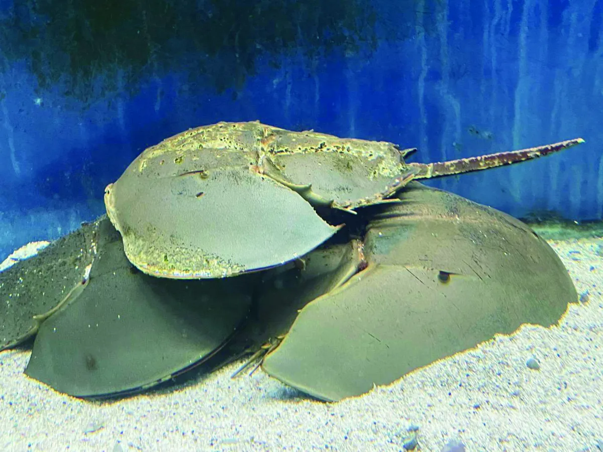 【海闊天空】澄清湖海洋奇珍館 最後巡覽