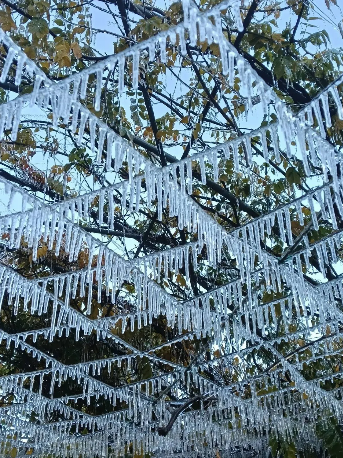 武陵農場清晨0.2度 藤花園冰晶宮再現