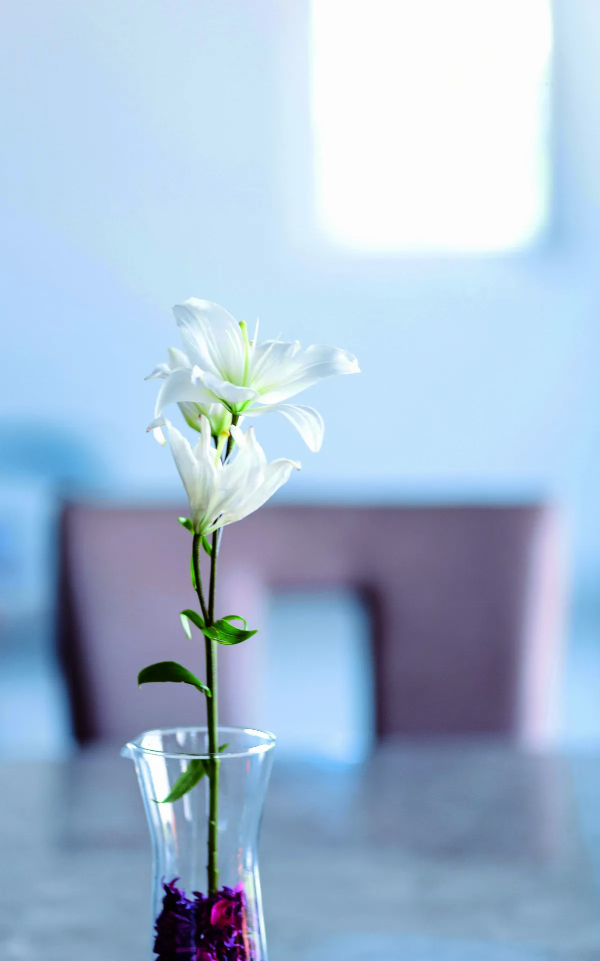 婆婆的畢業典禮