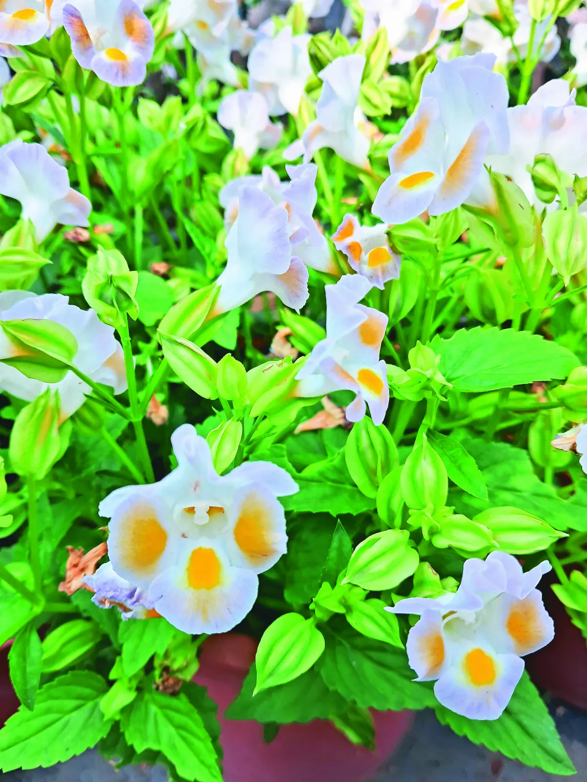 【綠手指日記】彩繪花容的夏堇