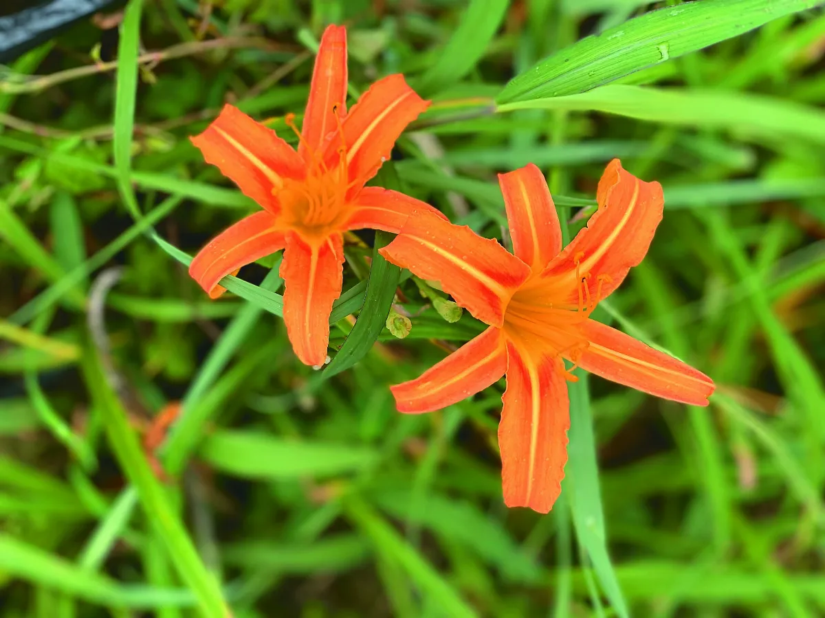 【植感生活】忘憂草 一身都是寶