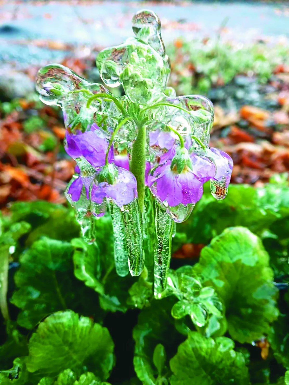 花兒凍成糖葫蘆
