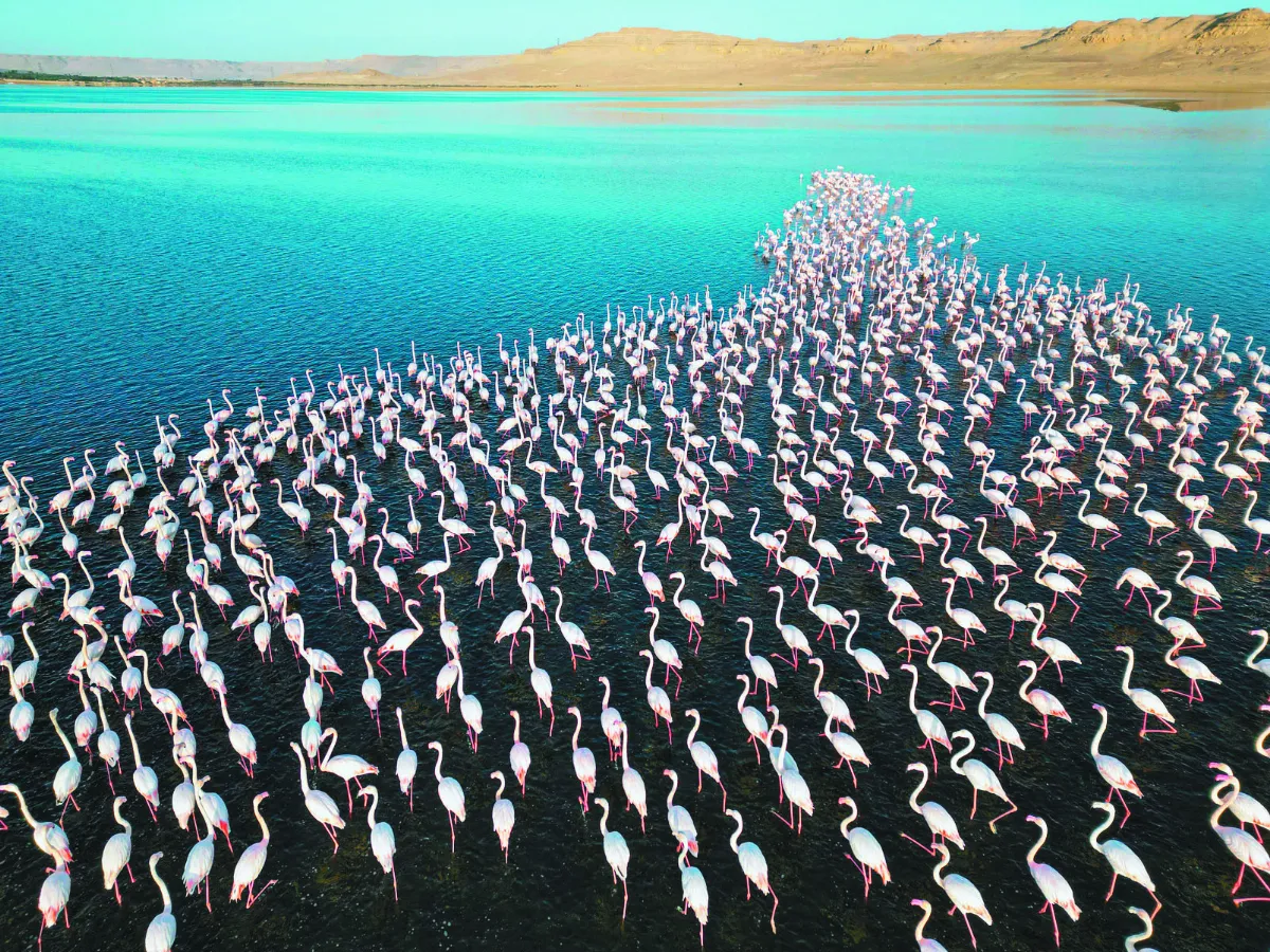 火鶴抵埃及過冬