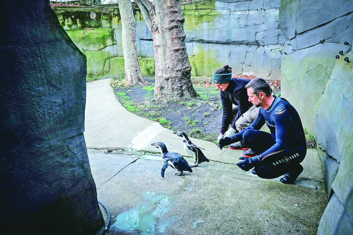 守護易危物種 企鵝打流感疫苗