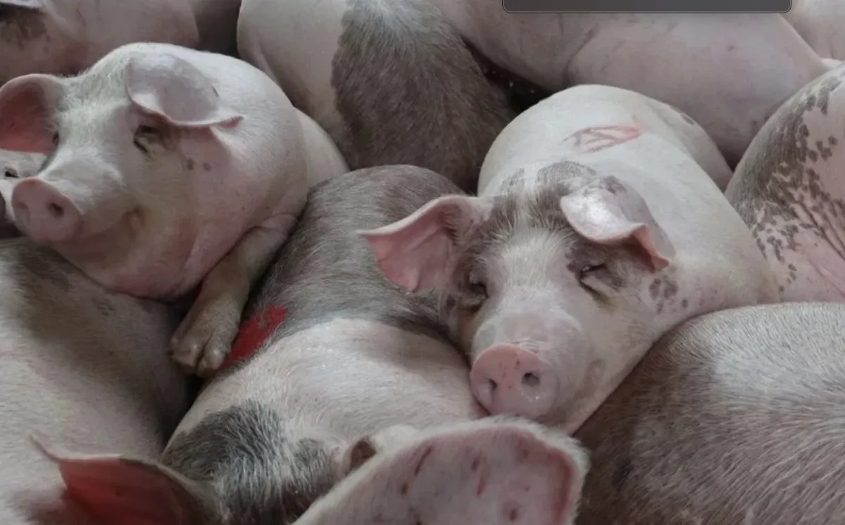 拚返非洲豬瘟非疫區 農業部：擬115年2月底申請