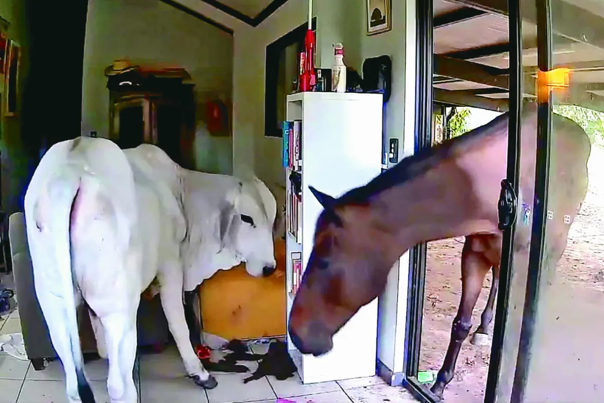 愛犬開門 寵物牛、馬進屋開趴