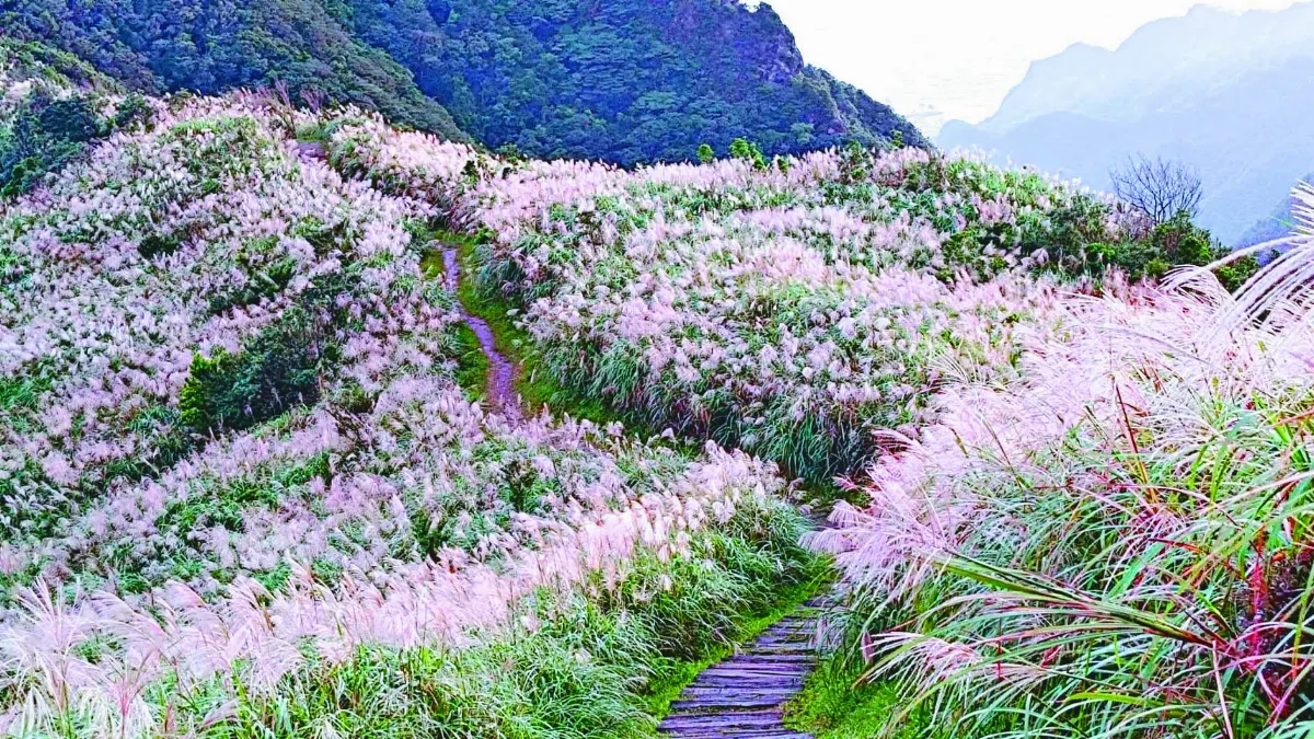 新北滿山芒花 民眾賞景踏青