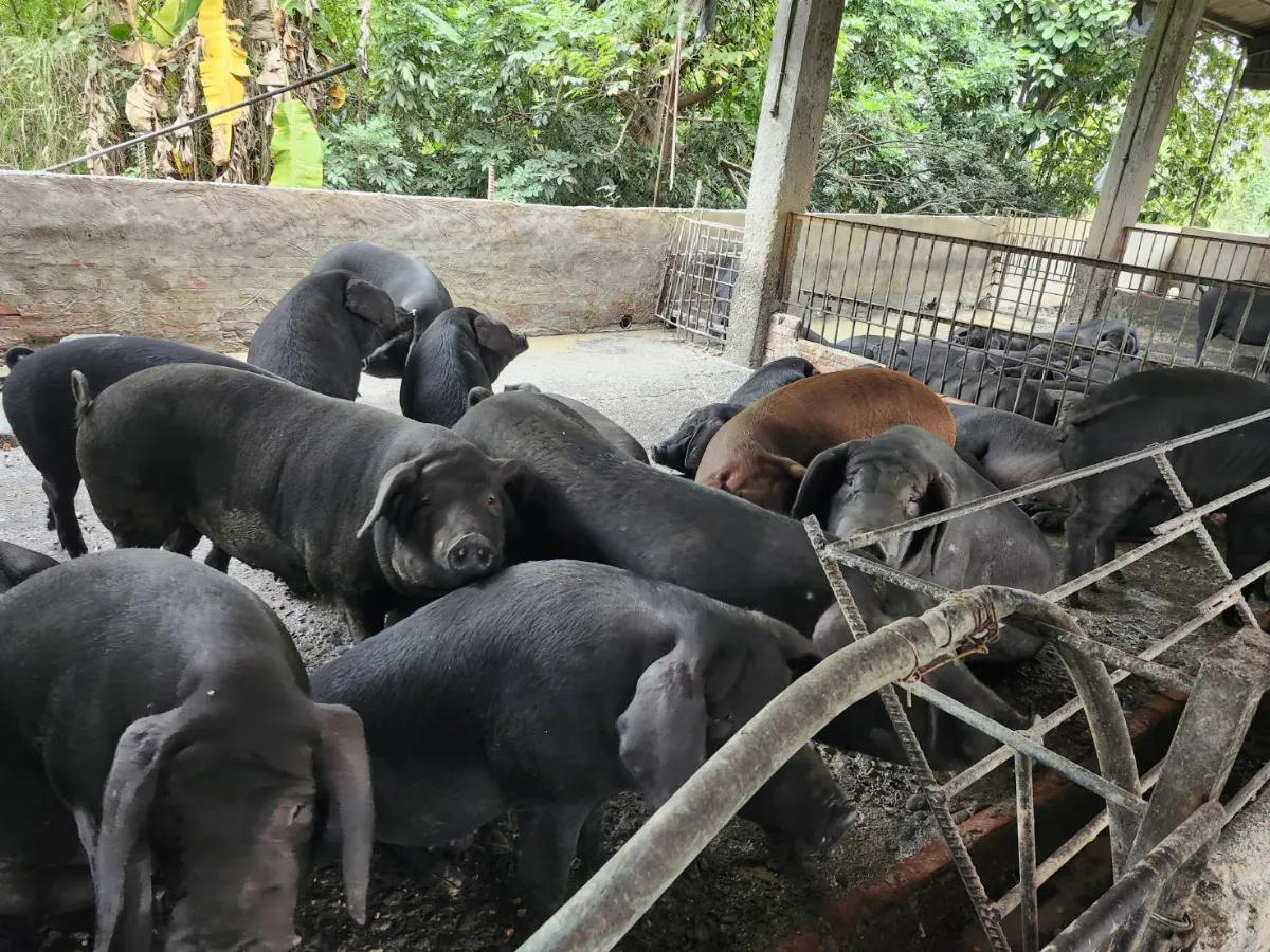 禁餵廚餘期間違規養豬 農業部重申重罰