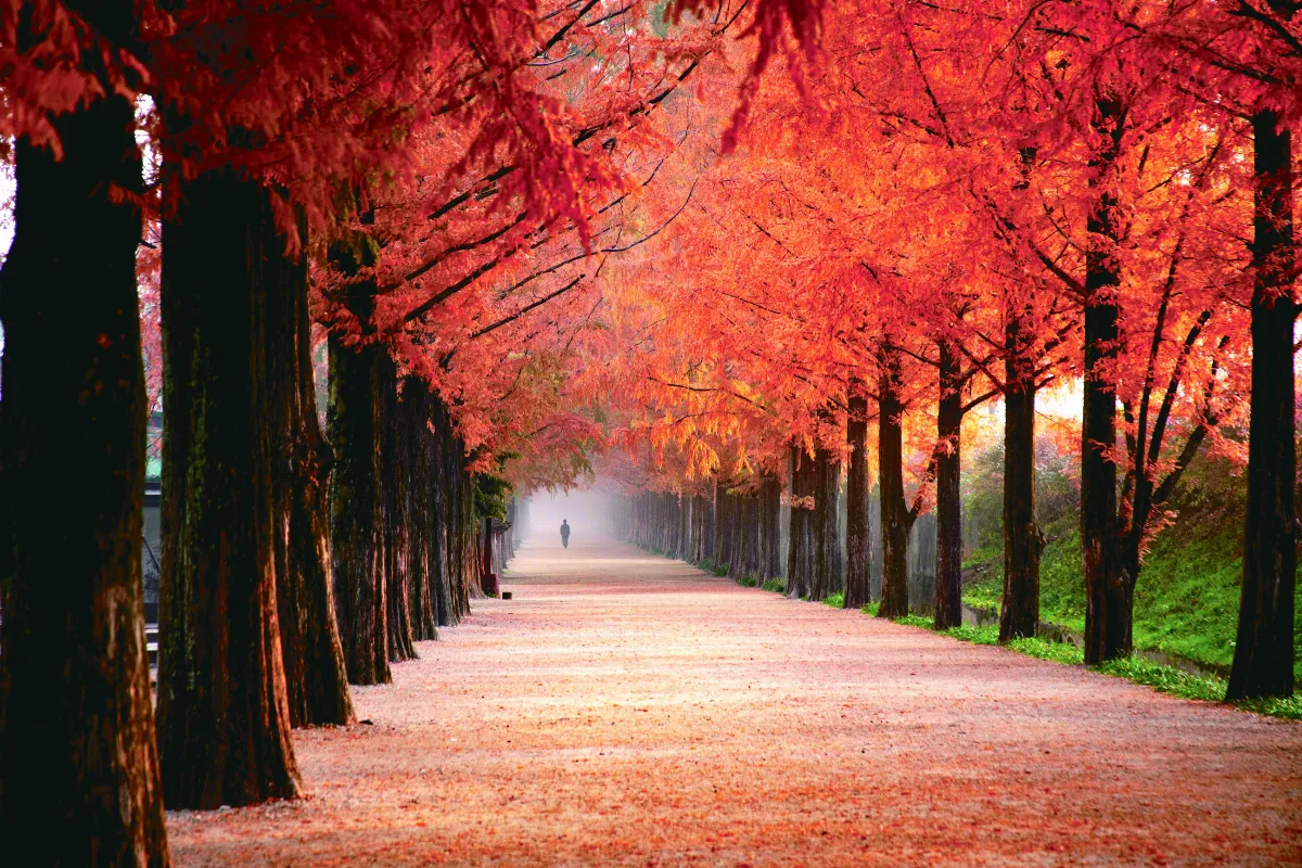 【紅塵禪煙】療癒／空性