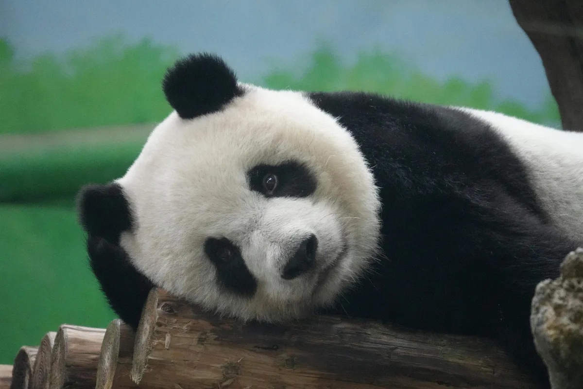 日本貓熊將送返大陸  面臨50多年來首次無貓熊