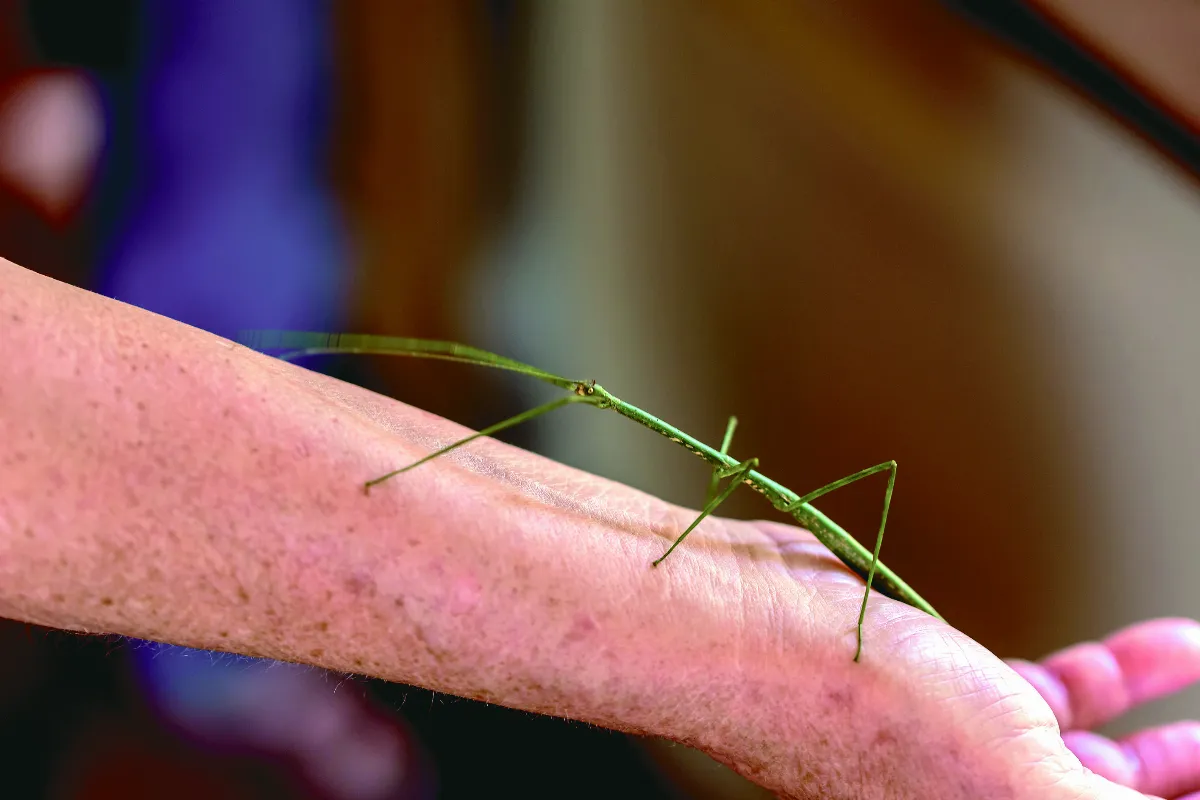 世界排名大昆蟲