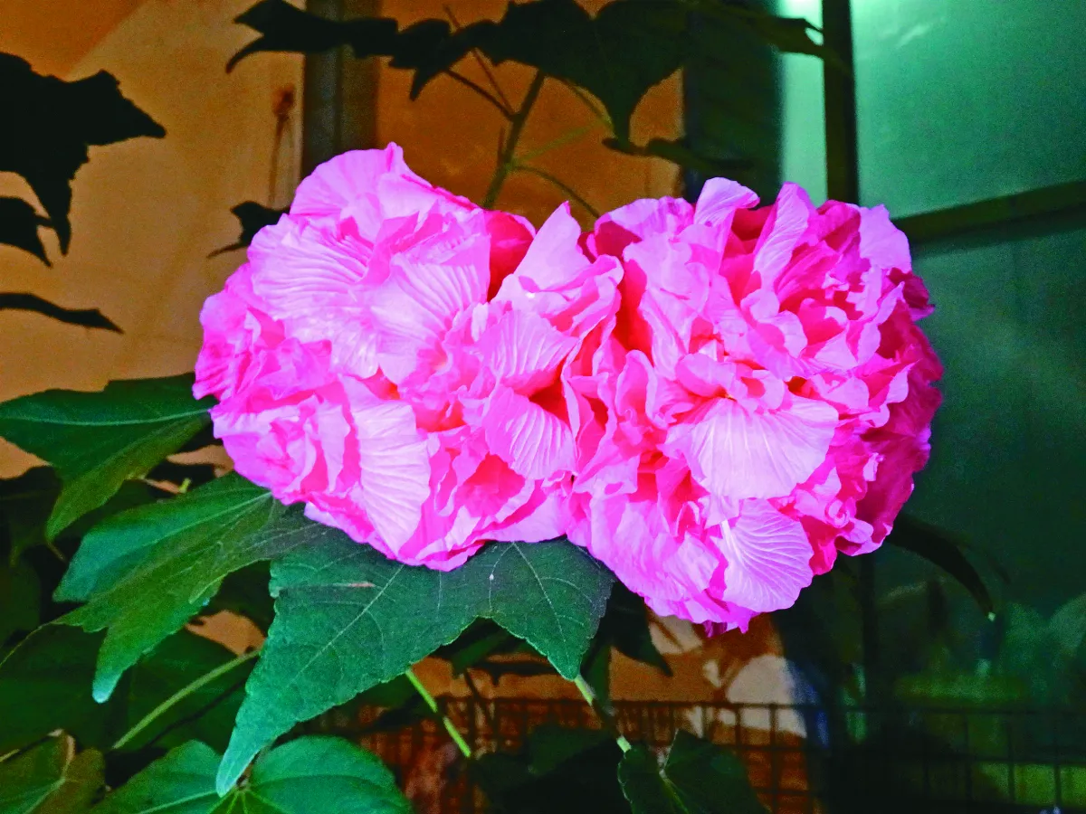 【生活快門】最後兩朵花
