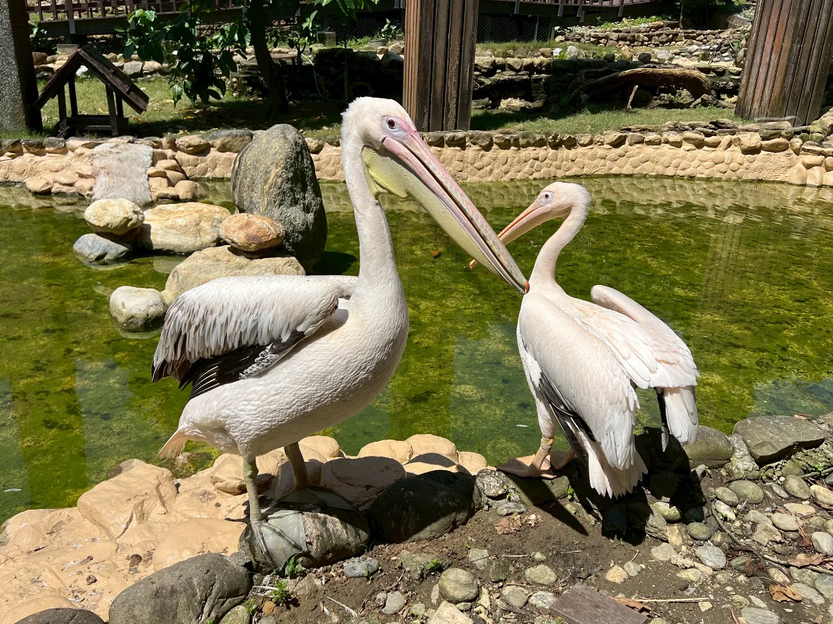 壽山動物園歲末迎新 鵜鶘、長毛昏倒羊來報到！