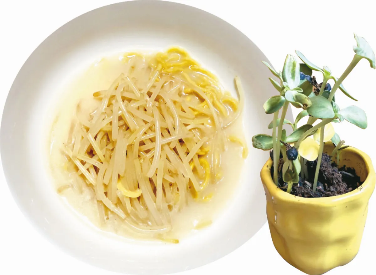 【輕蔬日和】芽菜的趣味