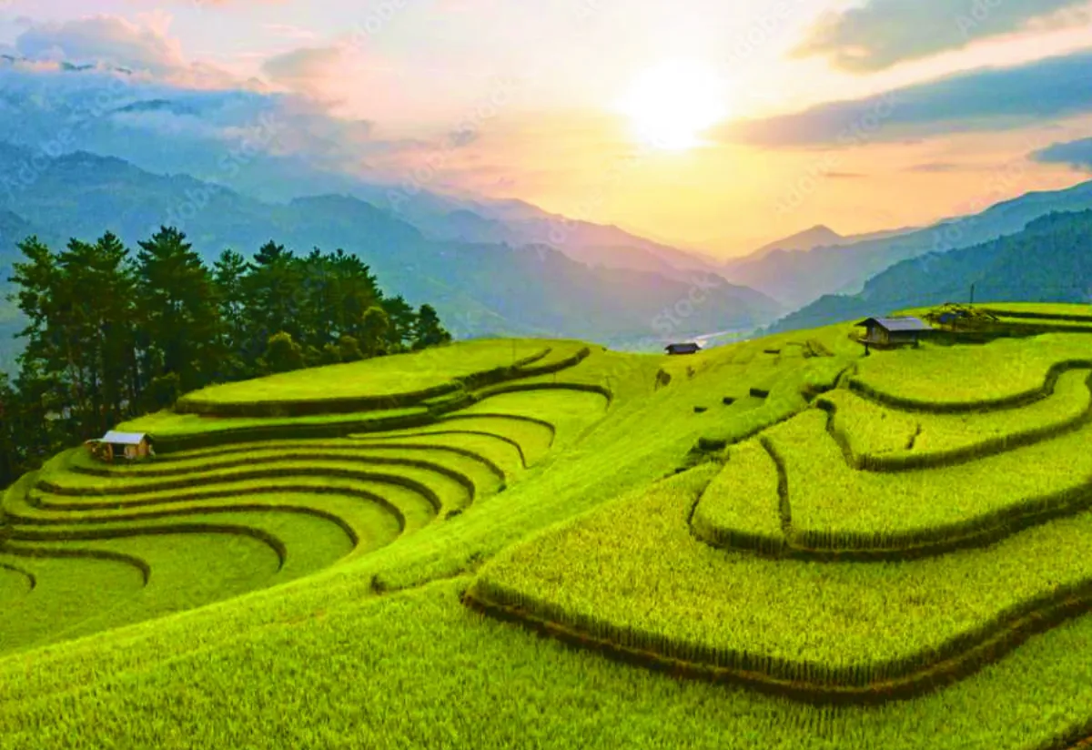 【樹博士系列】土壤的祕密XVI 水稻田減排新觀念V—從台灣到世界 益生菌與稻田的綠色約定