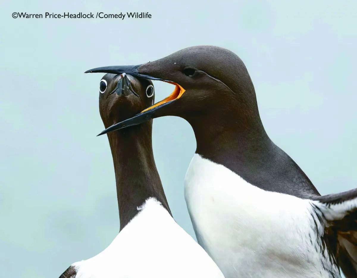 【動物奧斯卡獎】猜猜誰最會演（上）