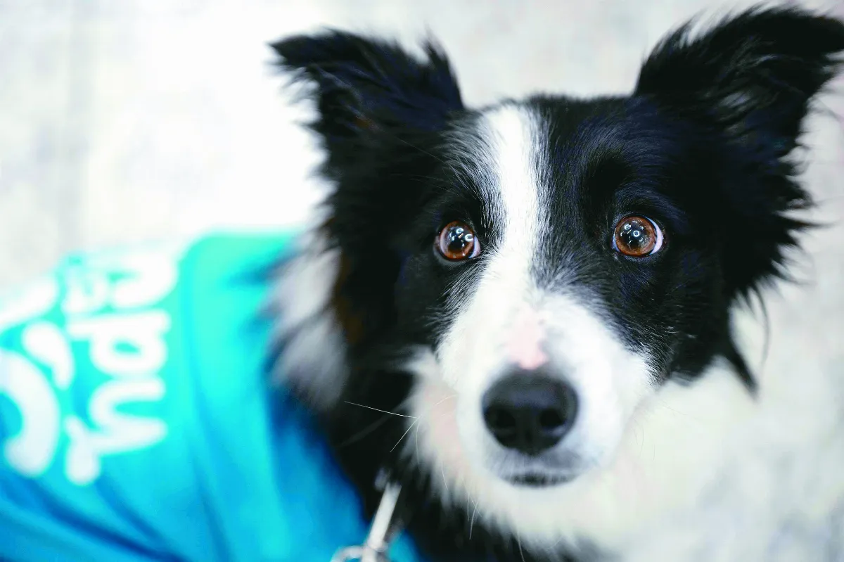 觀看療癒犬影片 也能紓解壓力