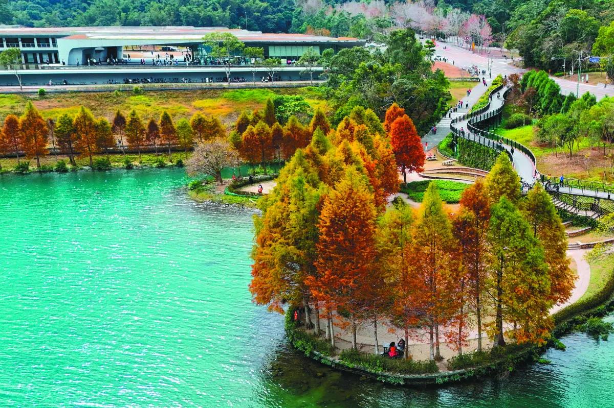 日月潭落羽松 相映成趣