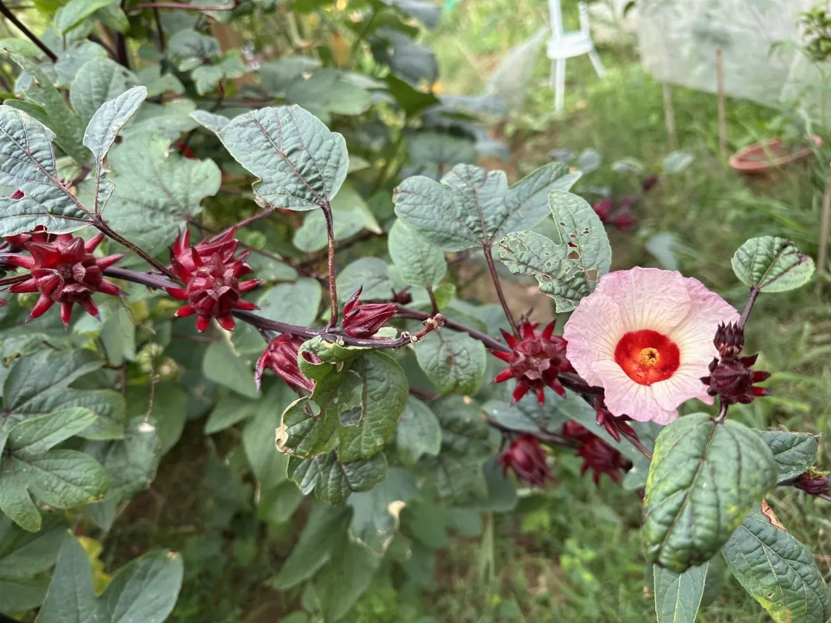 開放民眾體驗都市農夫生活 環保農園即日起免費申請 