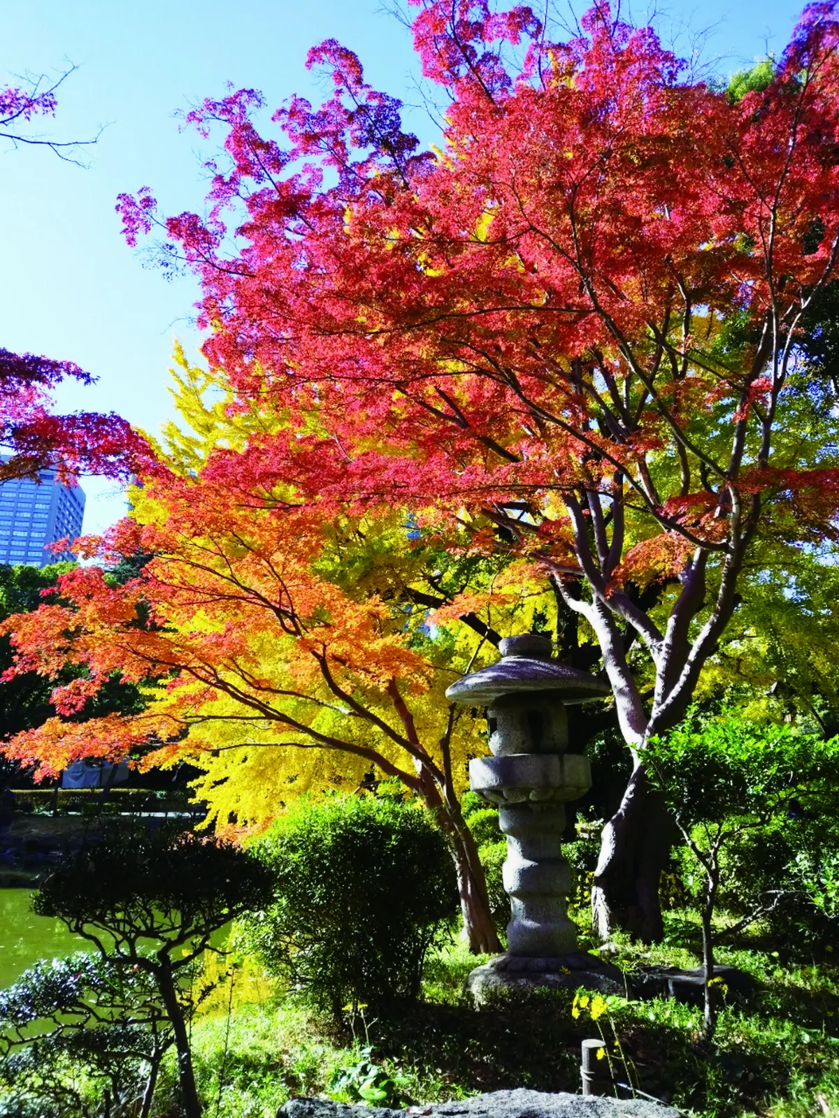 銀杏點亮．東京印象